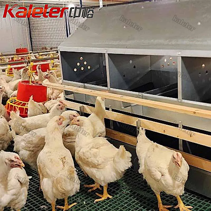 24 delikli tavuk yuvalama kutusu yumurta döşeme tavuk çiftliği tavuklar yetiştiriciliği makinesi için Metal kafes - Equipo avícola del criador - foodmachtech